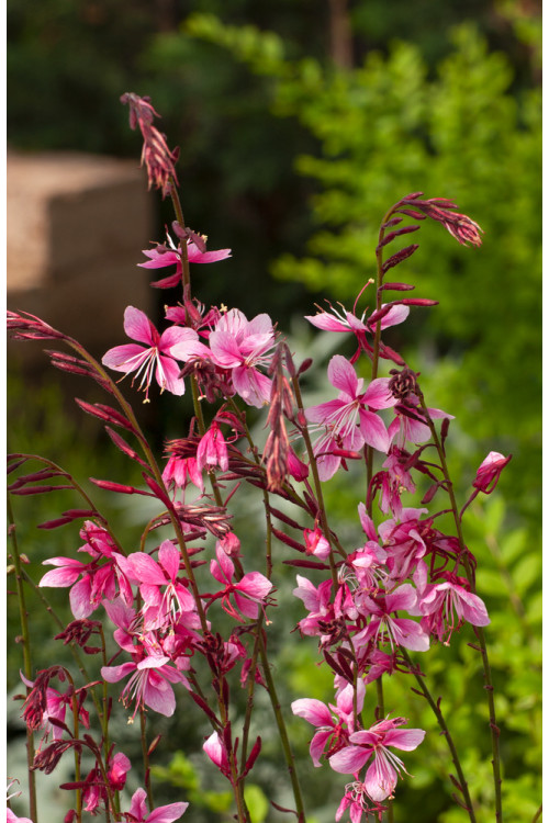 Gaura 'Siskiyou Pink'