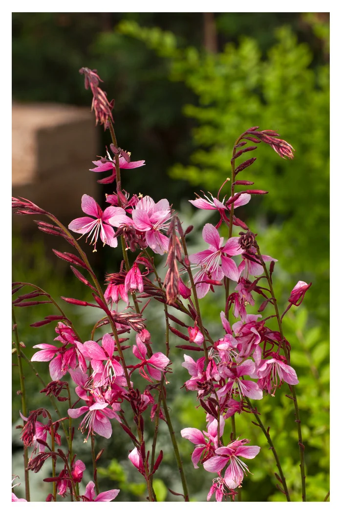 Gaura 'Siskiyou Pink'