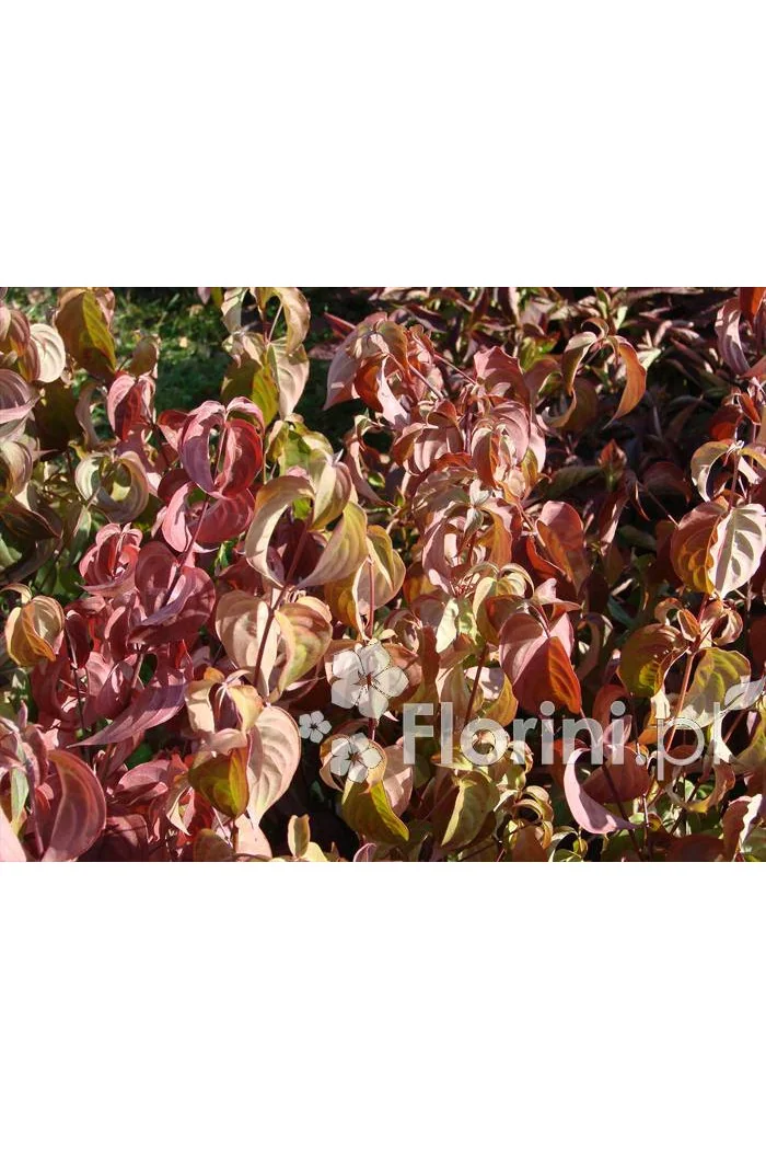 Dereń kousa Cornus kousa var. chinensis
