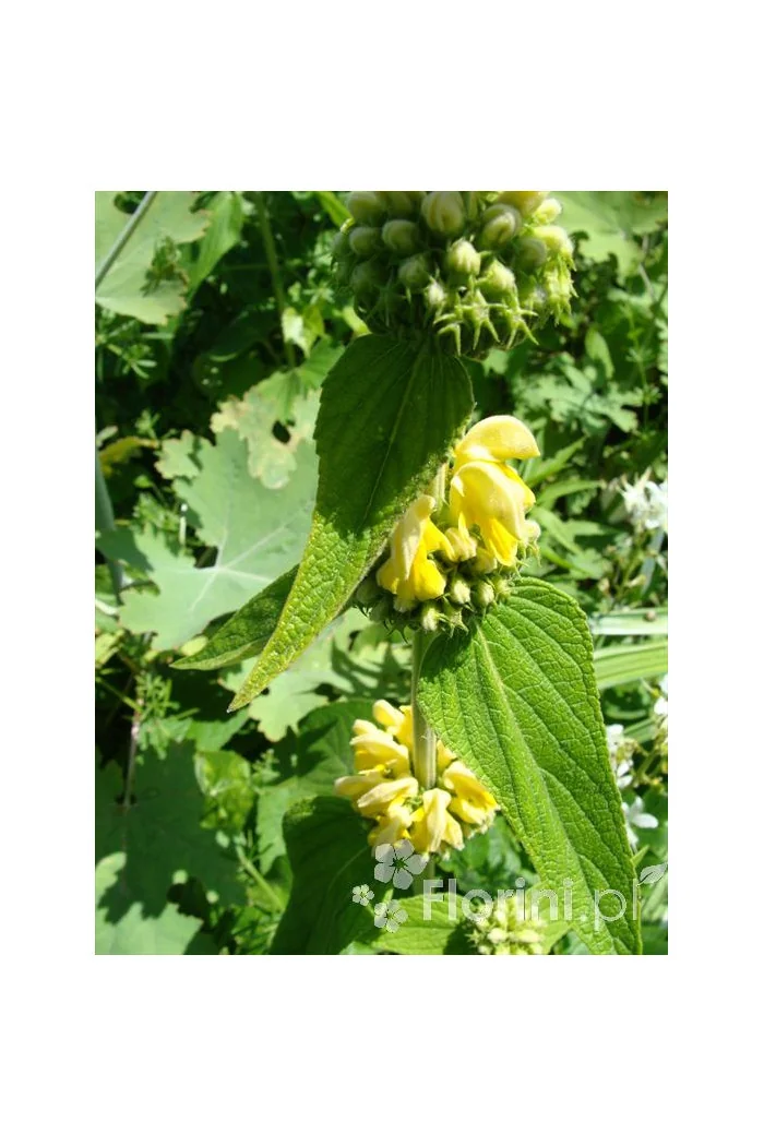 Żeleźniak Russela | Phlomis Russeliana