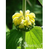 Żeleźniak Russela | Phlomis Russeliana