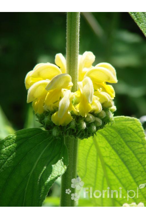 Żeleźniak Russela | Phlomis Russeliana