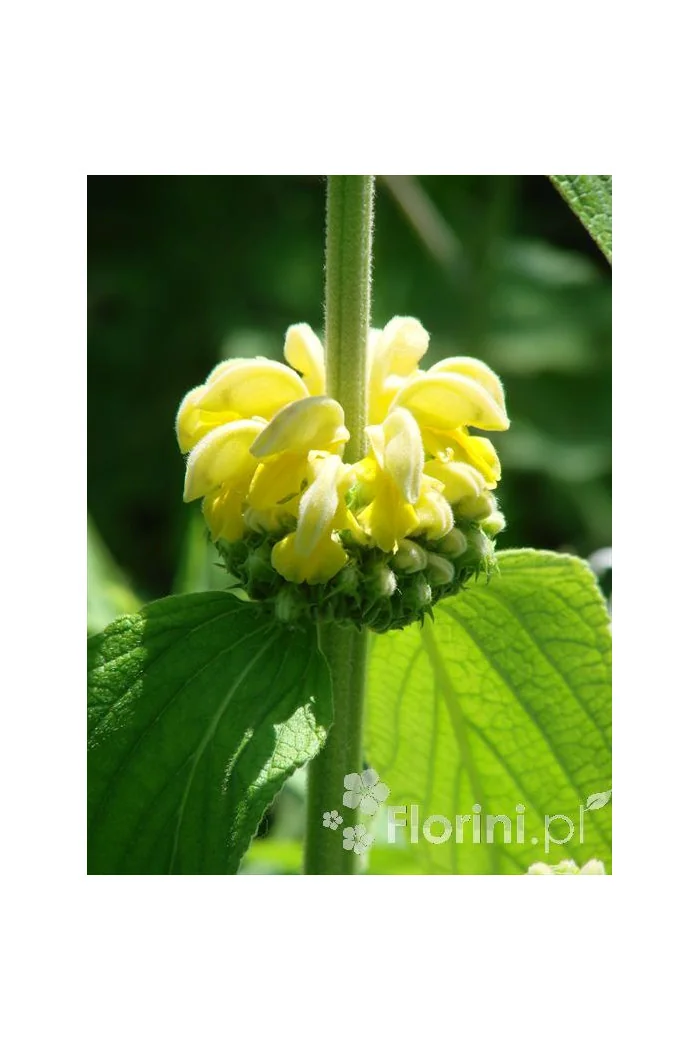 Żeleźniak Russela | Phlomis Russeliana