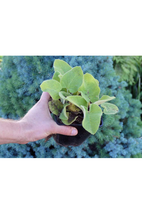 Żeleźniak Russela | Phlomis Russeliana