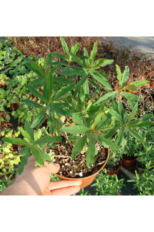 Wilczomlecz pstry, wilczomlecz, Euphorbia, Euphorbia polychroma