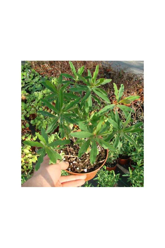 Wilczomlecz pstry, wilczomlecz, Euphorbia, Euphorbia polychroma