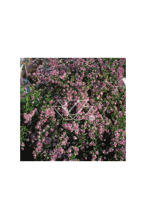 Aster 'Lady in Black' Aster lateriflorus