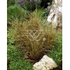 Turzyca włosista 'Bronze Form' | Carex comans