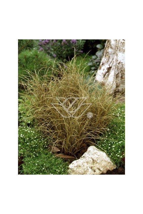 Turzyca włosista 'Bronze Form' | Carex comans