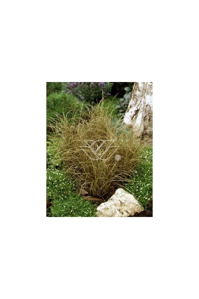 Turzyca włosista 'Bronze Form' | Carex comans