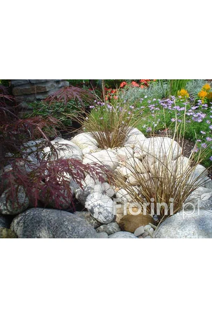 Turzyca włosista 'Bronze Form' | Carex comans