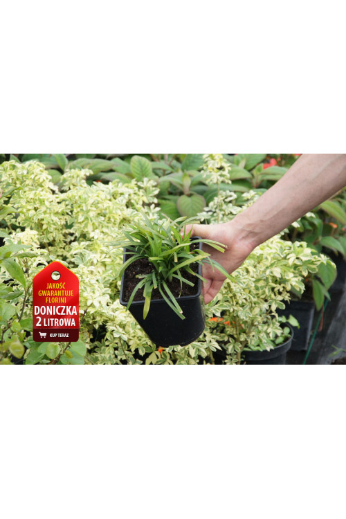 Liriope 'Big Blue' | Liriope muscari