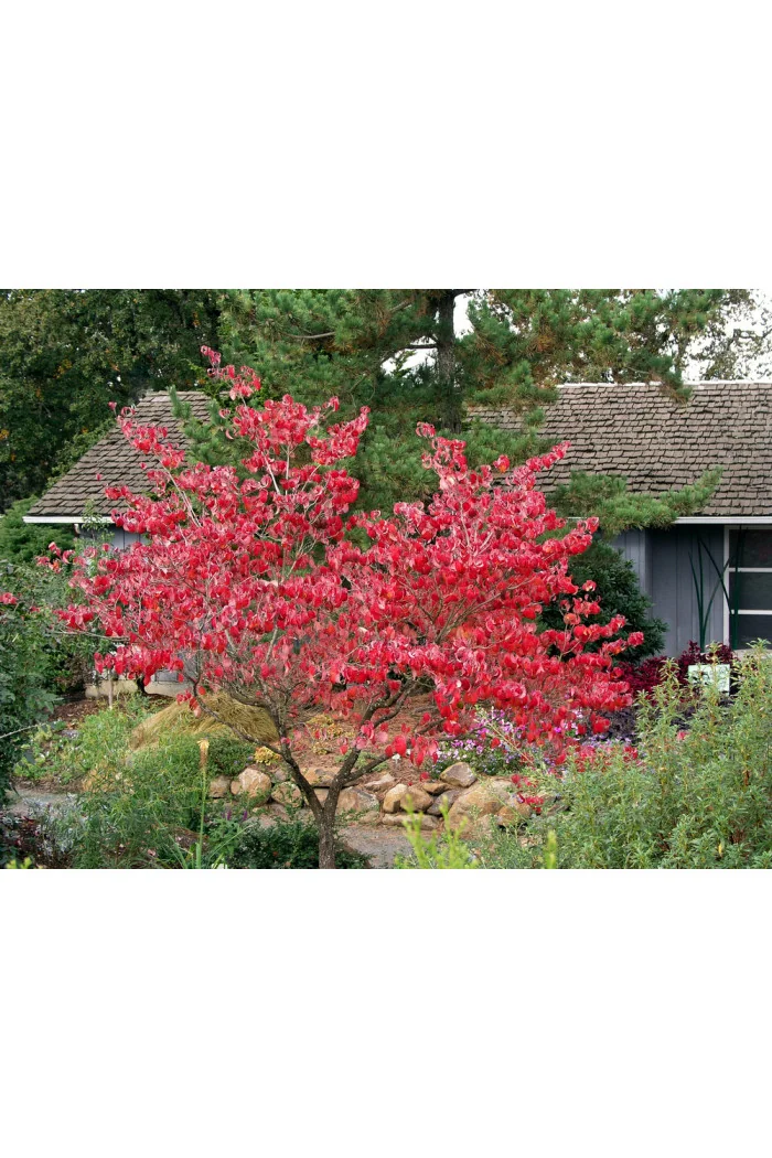 Dereń kwiecisty | Cornus florida