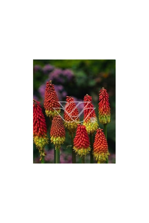 Trytoma groniasta 'Express' | Kniphofia uvaria
