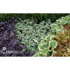 Jasnota plamista 'Beacon Silver' Lamium maculatum