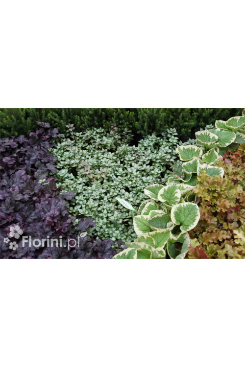 Jasnota plamista 'Beacon Silver' Lamium maculatum
