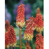 Trytoma groniasta 'Express' | Kniphofia uvaria