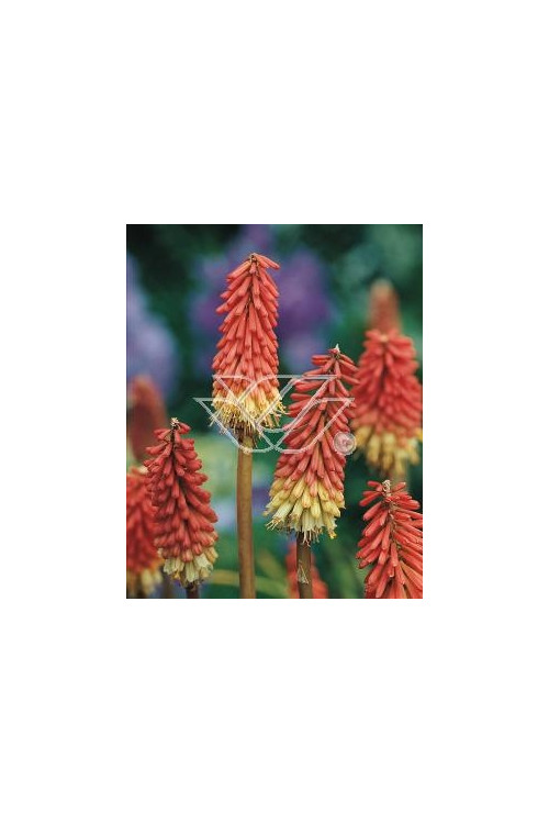 Trytoma groniasta 'Express' | Kniphofia uvaria