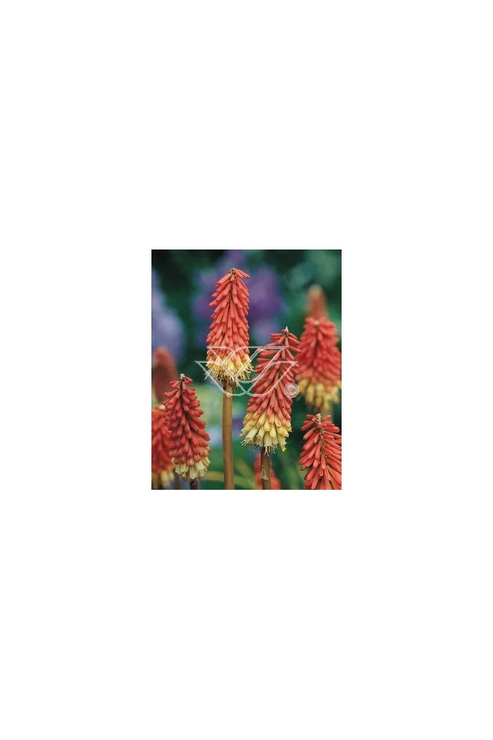 Trytoma groniasta 'Express' | Kniphofia uvaria