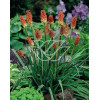 Trytoma groniasta 'Express' | Kniphofia uvaria