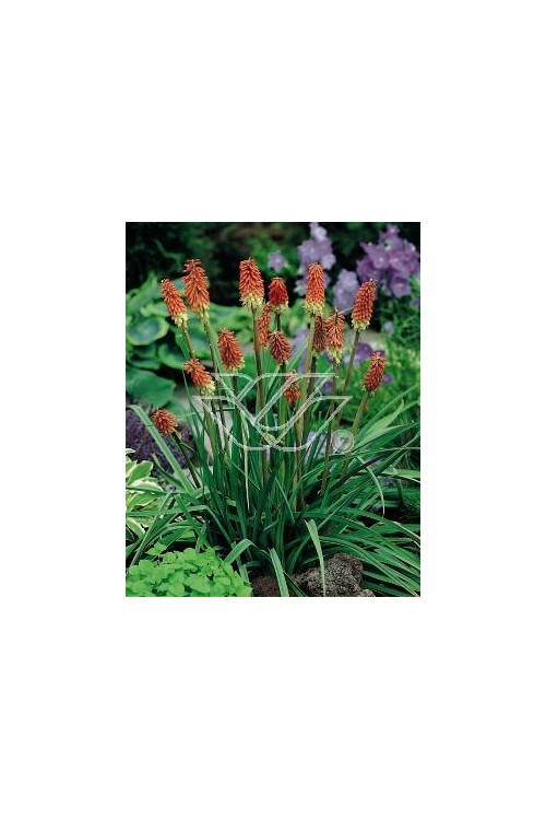 Trytoma groniasta 'Express' | Kniphofia uvaria
