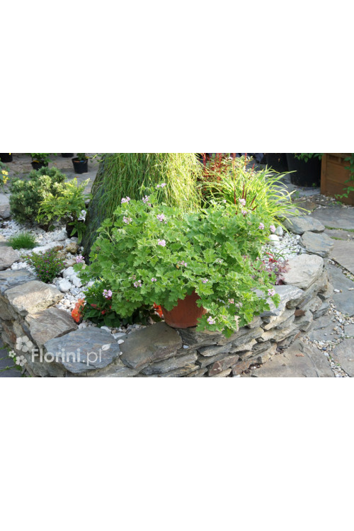 pelargonia zapachowa, pelargonia różana, pelargonia o zapachu róży