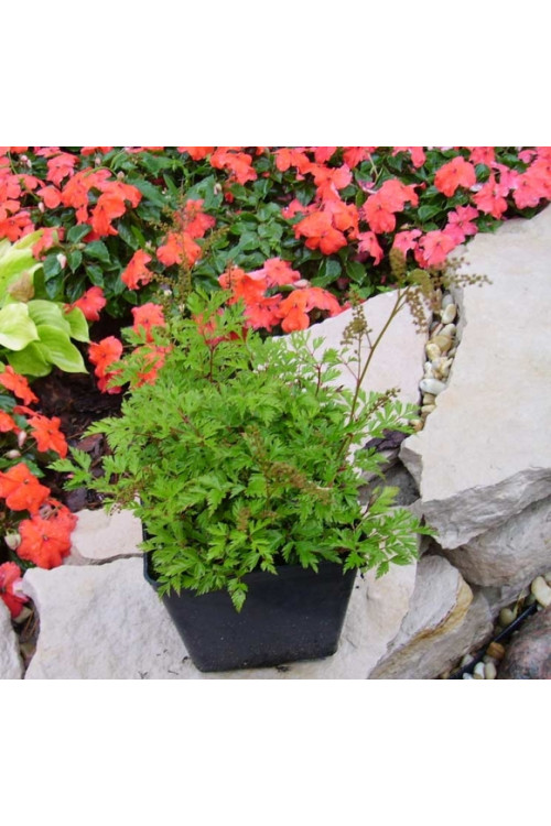 Parzydło lśniące | Aruncus aethusifolius