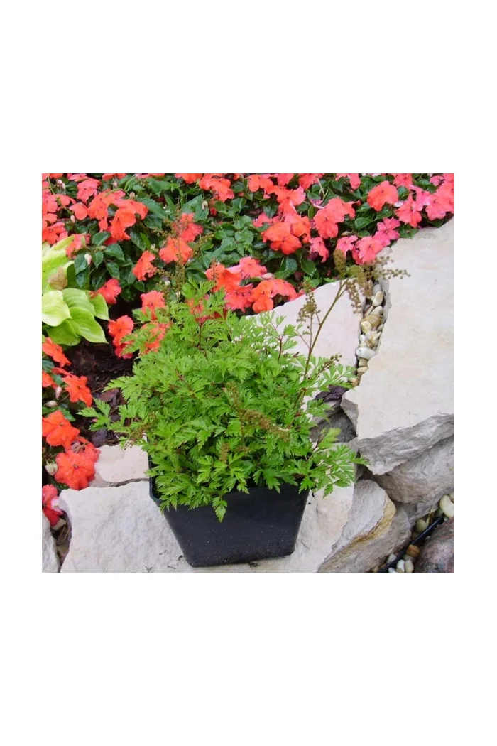 Parzydło lśniące | Aruncus aethusifolius