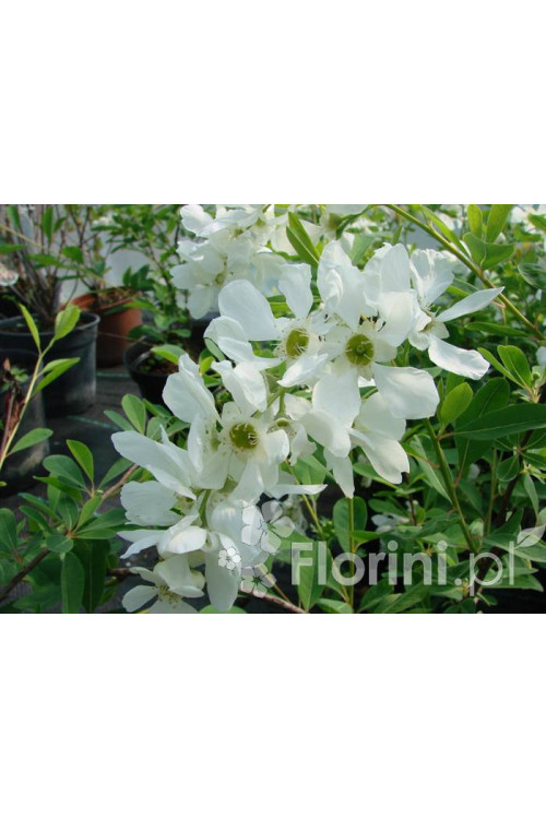 Obiela mieszańcowa 'The Bride' Exochorda macrantha