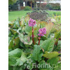 Bergenia sercolistna | Bergenia cordifolia
