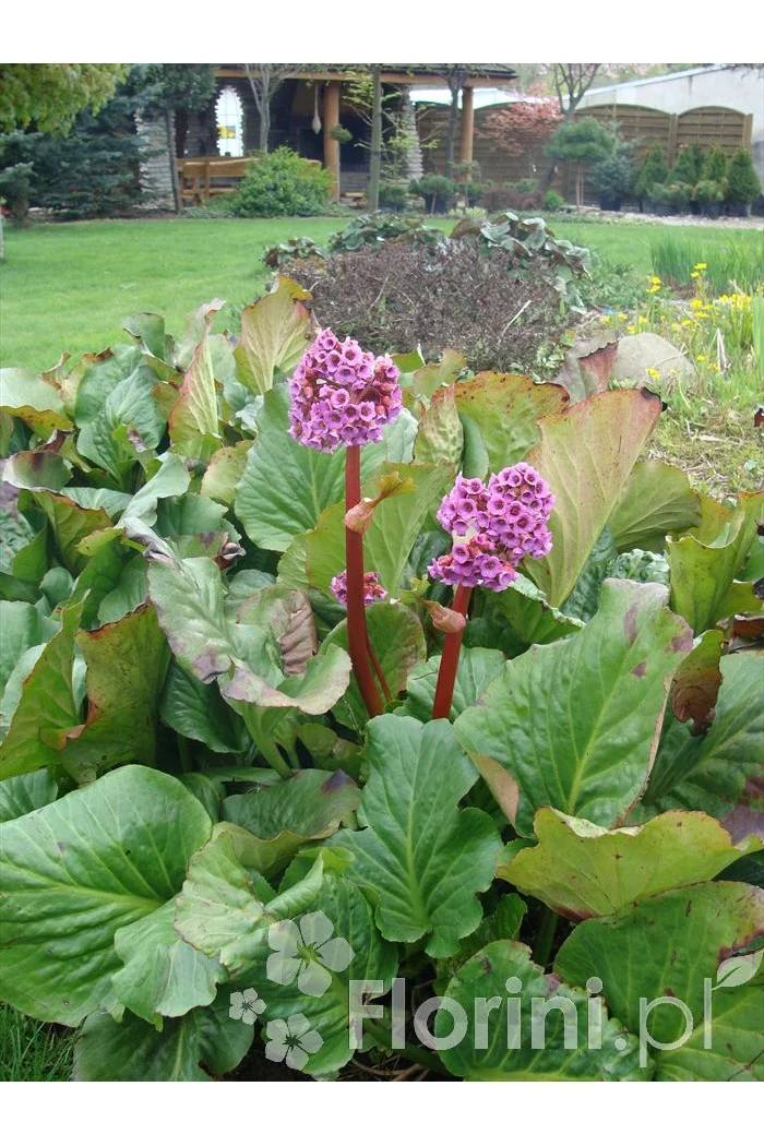 Bergenia sercolistna | Bergenia cordifolia