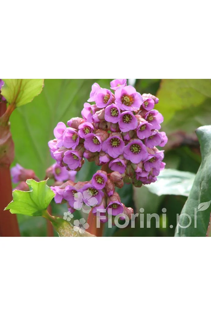 Bergenia sercolistna | Bergenia cordifolia