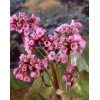 Bergenia sercolistna | Bergenia cordifolia