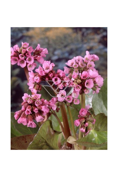 Bergenia sercolistna | Bergenia cordifolia