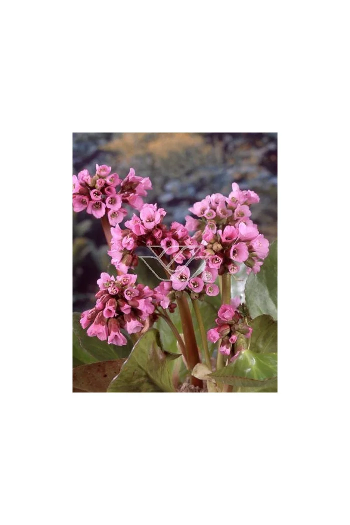 Bergenia sercolistna | Bergenia cordifolia