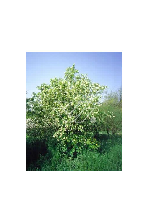 Kłokoczka południowa Staphylea pinnata