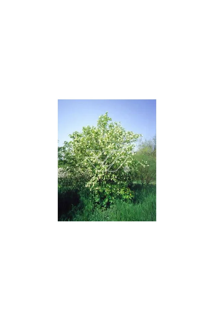 Kłokoczka południowa Staphylea pinnata