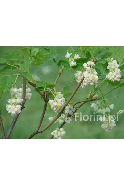 Kłokoczka południowa Staphylea pinnata