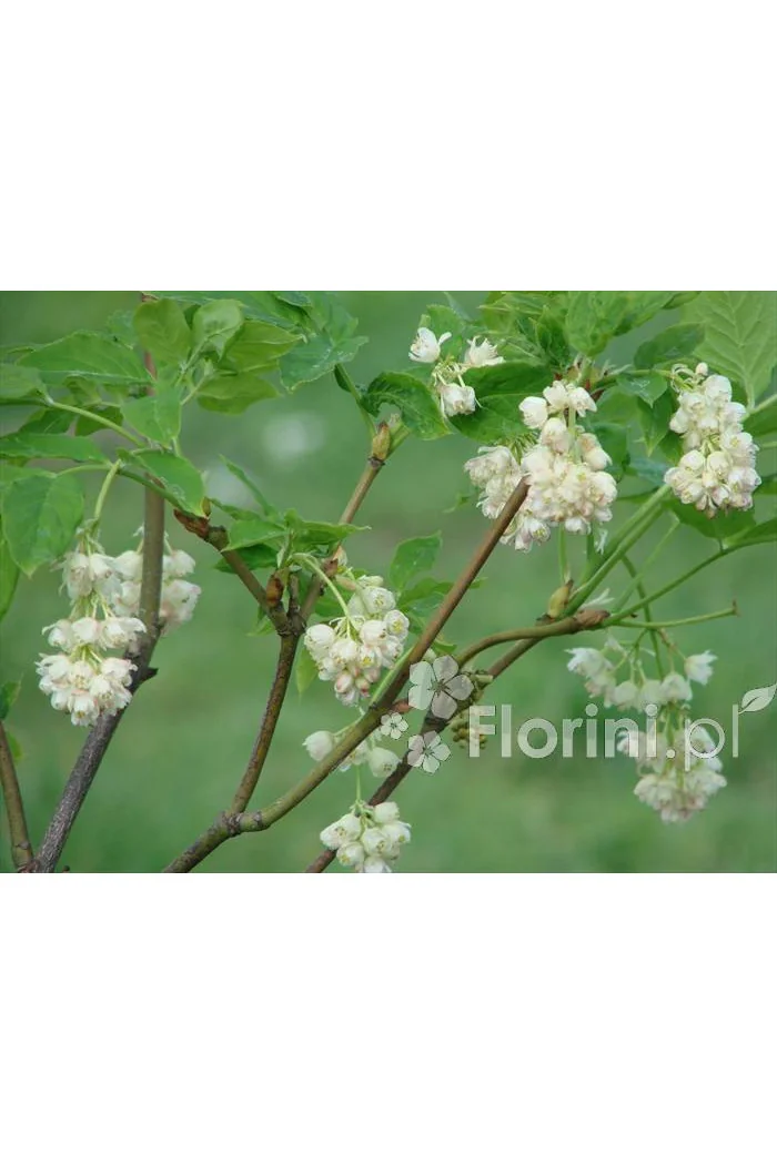 Kłokoczka południowa Staphylea pinnata