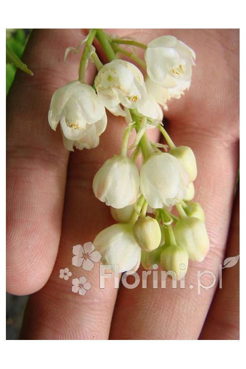 Kłokoczka południowa Staphylea pinnata