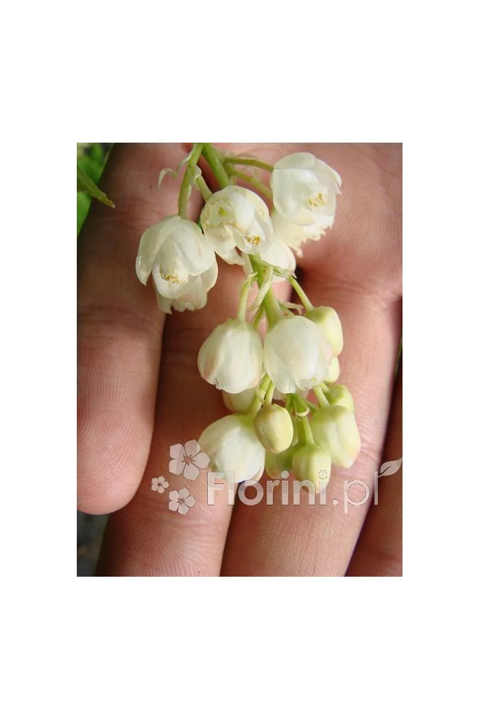 Kłokoczka południowa Staphylea pinnata