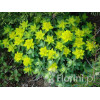 Wilczomlecz pstry, wilczomlecz, Euphorbia, Euphorbia polychroma