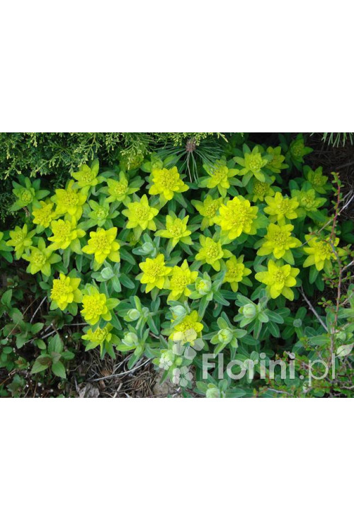 Wilczomlecz pstry, wilczomlecz, Euphorbia, Euphorbia polychroma