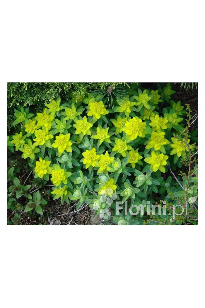 Wilczomlecz pstry, wilczomlecz, Euphorbia, Euphorbia polychroma