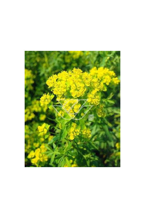 Wilczomlecz błotny Euphorbia palustris