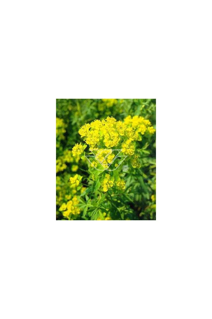 Wilczomlecz błotny Euphorbia palustris