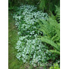 Jasnota plamista 'Beacon Silver' Lamium maculatum