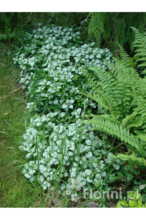 Jasnota plamista 'Beacon Silver' Lamium maculatum