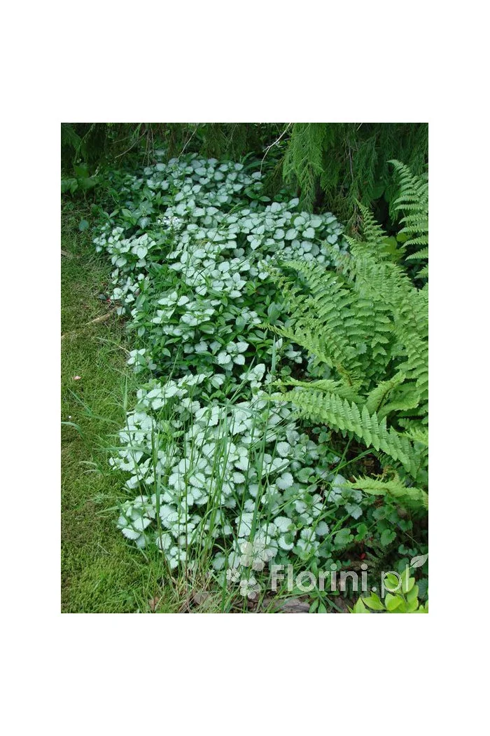 Jasnota plamista 'Beacon Silver' Lamium maculatum