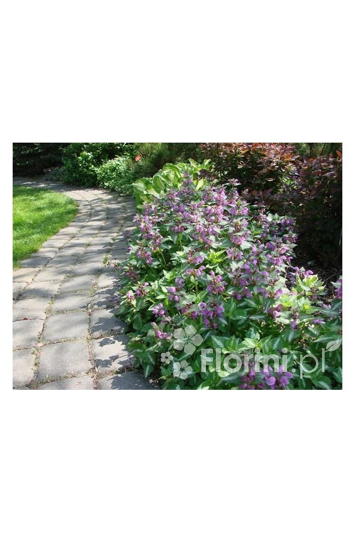 Jasnota plamista 'Beacon Silver' Lamium maculatum